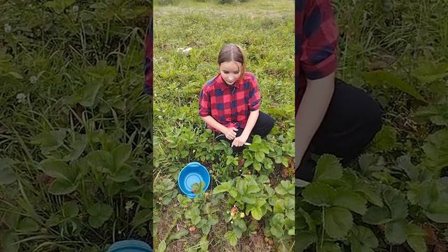 Каждое лето мы собираем клубнику и наслаждаемся её прекрасным вкусом.