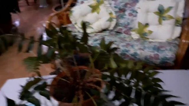 Часть 2 папоротник циртомиум