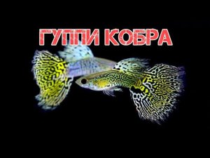 ГУППИ КОБРА. СОДЕРЖАНИЕ И РАЗВЕДЕНИЕ В АКВАРИУМЕ