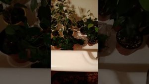 Цветы в отпуске. Полив. Как сохранить цветы.