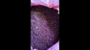 Гардения жасминовидная   руководство по выращиванию