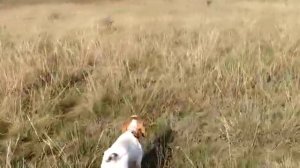 Парная работа английского Пойнтера