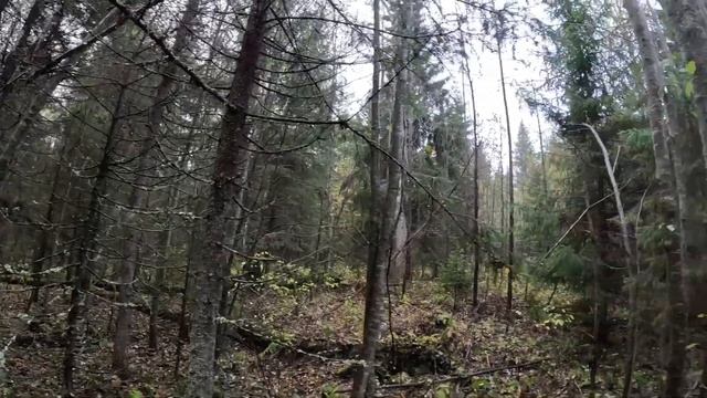 03.10.2023. Охота на зайца с русскими гончими ещё один ? смотреть онлайн