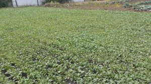 Листоед рапсовый  поедает горчицу .