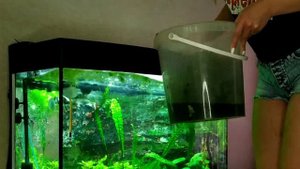 Уход за аквариумом (уборка, чистка и содержание аквариума)