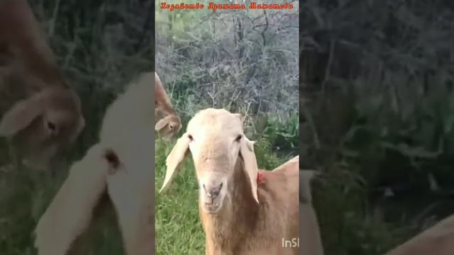 Арашанские овцы | Хозяйство Азамата Маматова Чуй.обл с.Сокулук Кыргызстан📲 +996 555 102 910