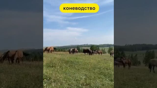 Разведение лошадей башкирской породы смотреть онлайн
