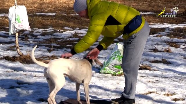 Как научить собаку выполнять команду ко мне при других собаках, окд, риджбек смотреть онлайн