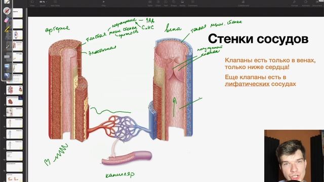 6.49. Строение артерий, вен и капилляров | Анатомия к ЕГЭ | Георгий Мишуровский