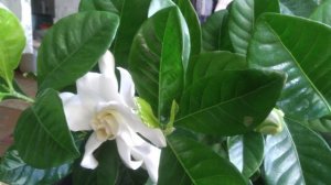 Гардения. Причины хлороза после пересадки.