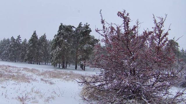 Снегопад в 4к 2160р. Статичное видео. Зимний футаж. Зимние пейзажи. Релакс-видео. Стоковое видео. смотреть онлайн
