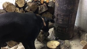 СОБАКА ЕСТ ДРОВА