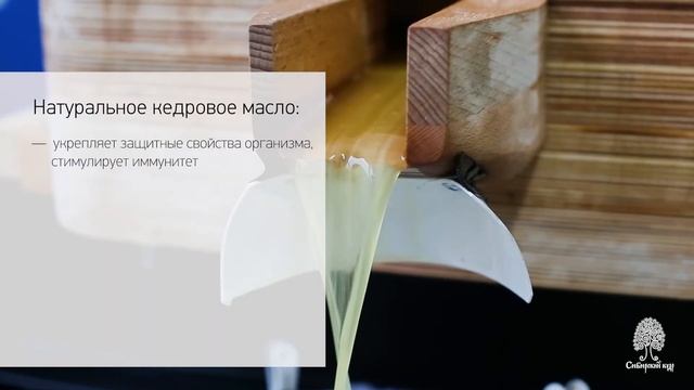 Производство кедрового масла. Сибирский кедр смотреть онлайн