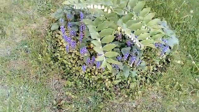 Цветник 21 мая, Купена, Живучка, Буквица садовая смотреть онлайн