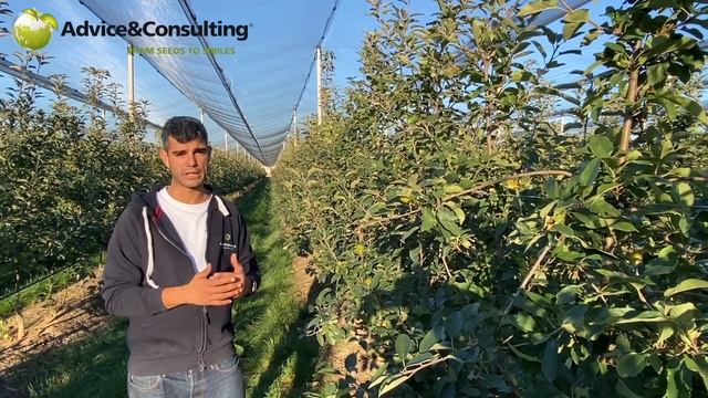 Осенне - зимние обработки деревьев яблони ?? смотреть онлайн