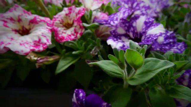 ระเบียงหลังบ้าน ความสุขเล็กๆ ของคนไกลบ้าน смотреть онлайн