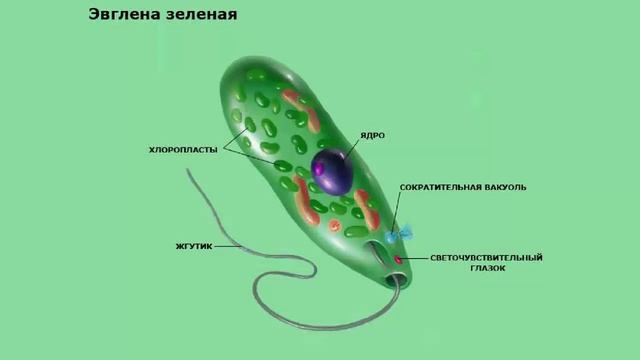 Эвглена зеленая