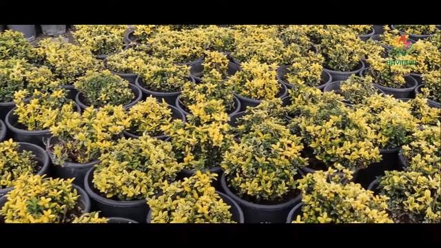 #İzmir MinyatürTaflan-Euonymus fortunei emerald gold смотреть онлайн