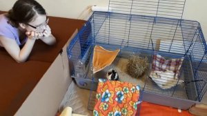 Наши морские свинки / Загон для морских свинок