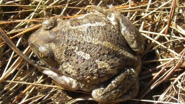 Чесночница. ( Pelobates fuscus ) смотреть онлайн