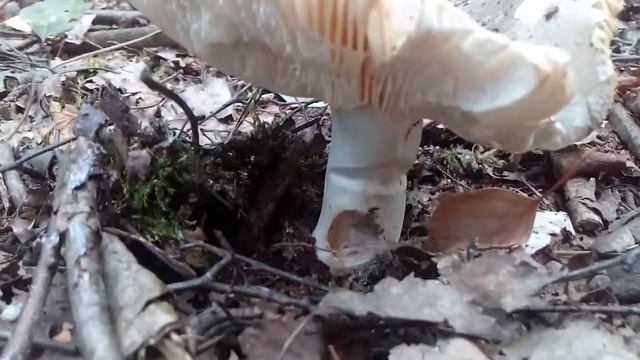 Gołąbek białozielonawy - (russula aeruginea) 28.06.2018r. смотреть онлайн