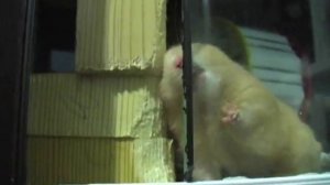 WTF!! Хомяк стучит зубами )))