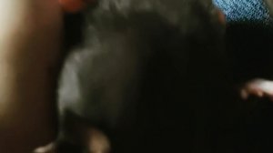 Rat 3