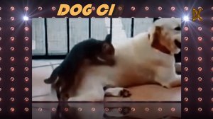 Домашнее видео: Собака