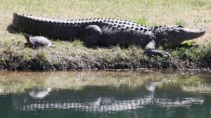 Дружба черепахи и крокодила.