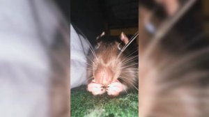 СМЕШНАЯ ПОДБОРКА ТИК ТОКОВ С ЖИВОТНЫМИ #3 #tiktok #животные