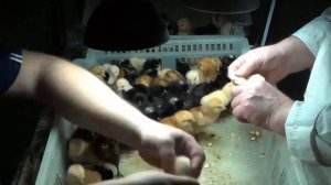 сортировка по полу суточных цыплят