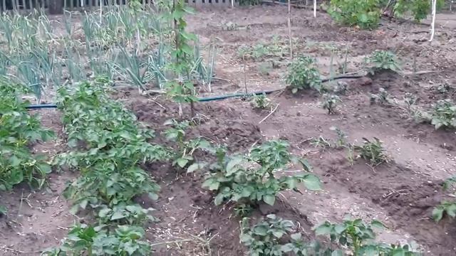 Как избавиться от колорадского жука на картошке навсегда