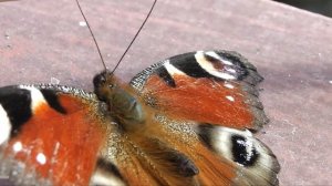 Panasonic HDC SD40 test