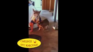 Котобаттлы и другие приколы про котиков и собак. Реально смешно ?