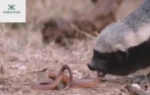 Медоед и змея, которой совсем не повезло