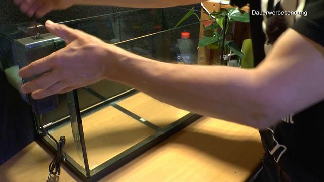 Ewiges Terrarium Ende und neue Zwerggarnelen Caridina Galaxy Red Pinto смотреть онлайн