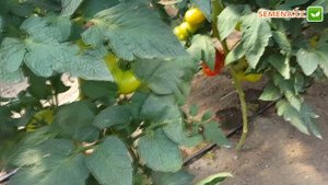 Томат Аламіна F1 (Rijk Zwaan) Культура в полі