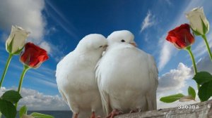 Алла Кож   Пара белых голубей