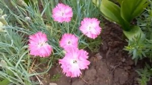 #перистаягвоздика / Перистая гвоздика Балатон из семян. Пять видов сразу.