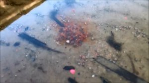 Карповый водоем Ерши,ловля на Rhino Baits
