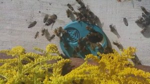медоносы августа и сентября - золотарник