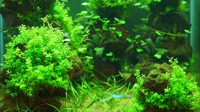 #Dennerle_Nano_20L два месяца после запуска. Обзор. смотреть онлайн