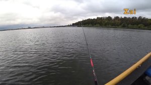 ГРИБЫ, РЫБАЛКА и Тест Zetrix HellHound+ Daiwa Tatula 300.