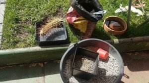 Эхинопсисы,эхиноцереусы,клейстокактус Риттери.Мои джунгли.Пересадка кактусов ,укоренение .303