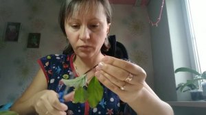 Осеннее черенкование ГОРТЕНЗИИ МЕТЕЛЬЧАТОЙ.Быстро и просто.