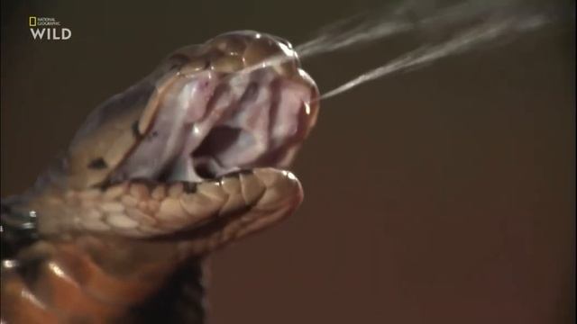 Дикая Природа Южной Африки (Анимал Планет Русский) 2020 смотреть онлайн