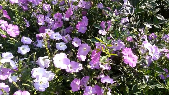 Petunia a great winter flower /how to grow and health benefits/Mexican Petunia Best Flowering हिंदी смотреть онлайн
