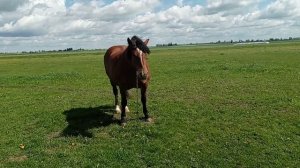 Русский тяжеловоз