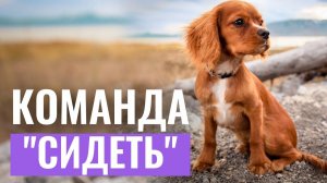 КАК ЛЕГКО ОБУЧИТЬ СОБАКУ КОМАНДЕ “СИДЕТЬ”? Этот способ 100% работает!