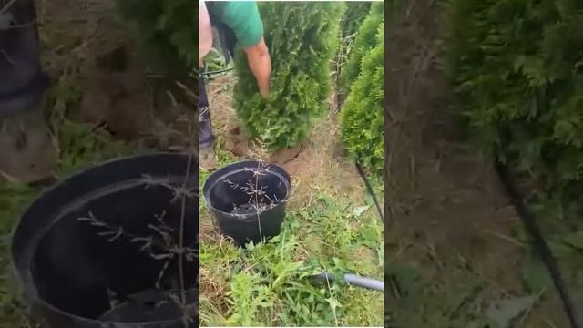 Туя Смарагд 1,6 м оптом | Почему суглинок лучше для туи? смотреть онлайн